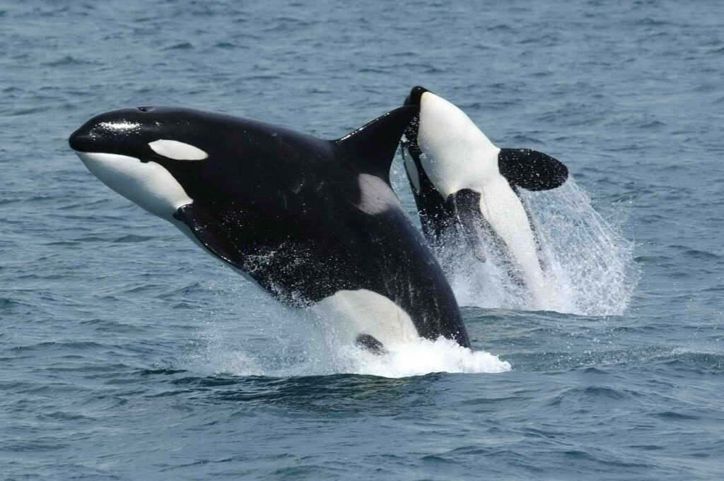 MLC 2025 Shock: Texas Super Kings Dominate as Seattle Orcas Collapse for 60