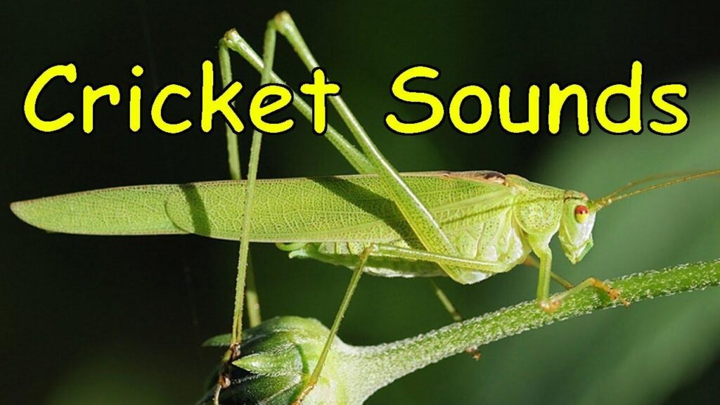 Unlocking Nature’s Secret: How Cricket Chirps Reveal Temperature in Fahrenheit and Celsius