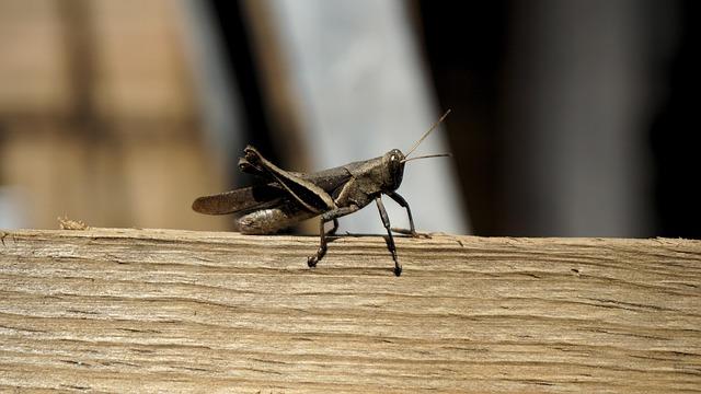 Bangladesh Cricket Board Launches Probe into Jahanara Alam’s Sexual Harassment Allegations Bangladesh Cricket Board Launches Probe into Jahanara Alam’s Sexual Harassment Allegations