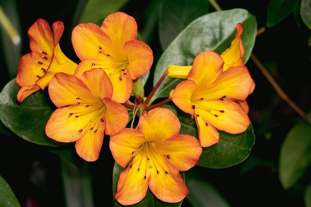 Arundhati Reddy Secures Spot with Royal Challengers Bengaluru for Rs. 75 Lakh in WPL Auction 2026 Arundhati Reddy Secures Spot with Royal Challengers Bengaluru for Rs. 75 Lakh in WPL Auction 2026