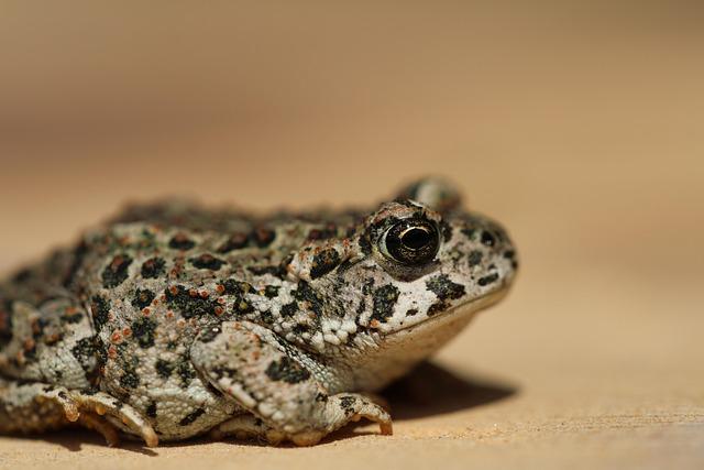 How Shane Warne’s Bold Criticism Ignited an Aussie Star’s Rise to GOAT Status How Shane Warne’s Bold Criticism Ignited an Aussie Star’s Rise to GOAT Status