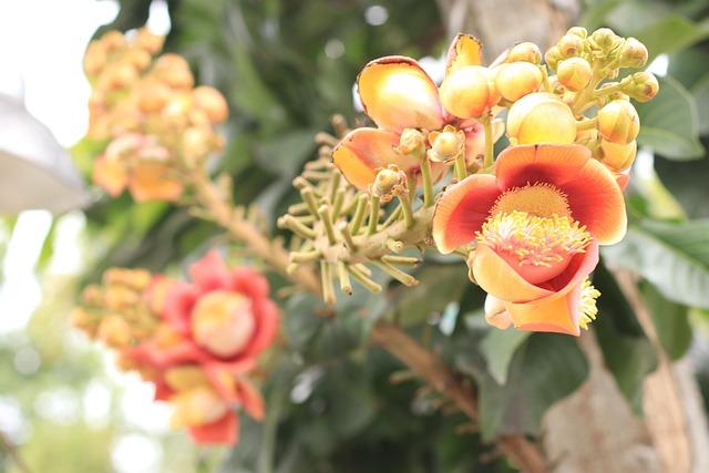 Where to Watch Live: SA vs Ireland Women T20Is – TV Channels and Streaming for 2025 Tour Where to Watch Live: SA vs Ireland Women T20Is – TV Channels and Streaming for 2025 Tour