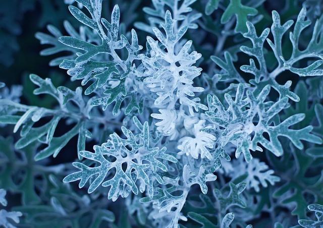 Miller and Quinton Spark a Cricket Revolution with Smart Buys Craze Miller and Quinton Spark a Cricket Revolution with Smart Buys Craze