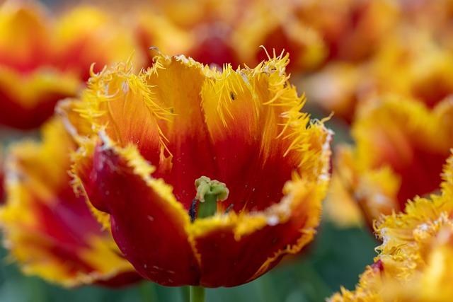 Cummins Surpasses Johnson to Become Australia’s Sixth-Highest Test Wicket Taker in 3rd Test vs England Cummins Surpasses Johnson to Become Australia’s Sixth-Highest Test Wicket Taker in 3rd Test vs England