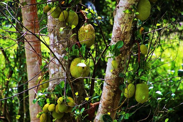 Brazilian Pace Sensation Laura Cardoso Stuns with Historic Nine-Wicket Haul in T20Is Brazilian Pace Sensation Laura Cardoso Stuns with Historic Nine-Wicket Haul in T20Is