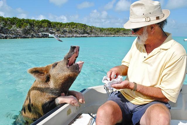Week in wildlife: swimming pigs, circling sharks and a fox on the cricket pitch – The Guardian Week in wildlife: swimming pigs, circling sharks and a fox on the cricket pitch – The Guardian